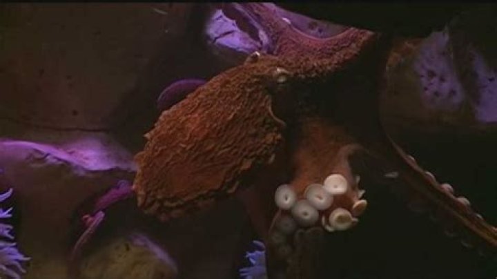 Will there be an octopus Super Bowl?